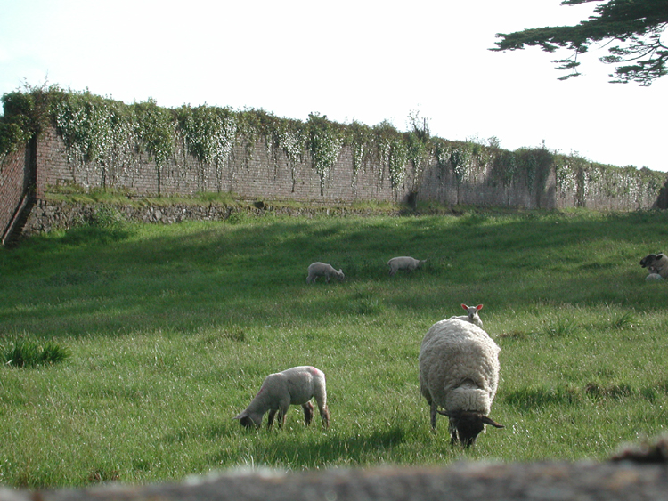 Sheep at old Beamish estate.jpg 413.8K